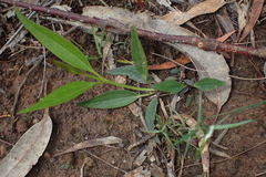 Clematis gentianoides