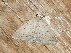 Taxeotis reserata