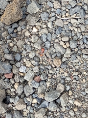 Pogonomyrmex barbatus