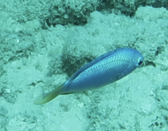 Pomacentrus coelestis