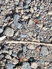 Pogonomyrmex barbatus