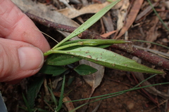 Clematis gentianoides