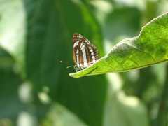 Neptis