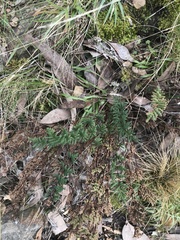 Cheilanthes sieberi sieberi