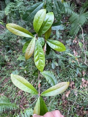 Elaeocarpus decipiens