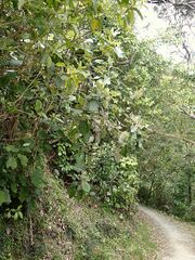 Brachyglottis repanda