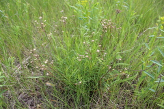 Galatella angustissima
