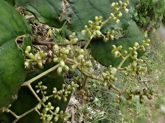 Brachyglottis repanda