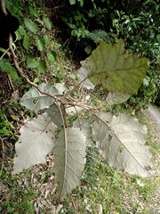 Brachyglottis repanda