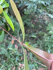 Elaeocarpus decipiens