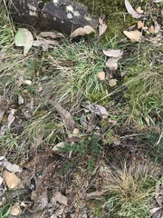 Cheilanthes sieberi sieberi