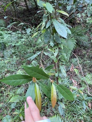 Elaeocarpus decipiens