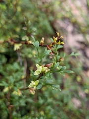 Xanthosia pilosa