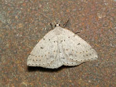 Taxeotis reserata
