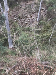 Leptospermum continentale