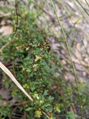 Xanthosia pilosa