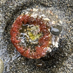 Anthopleura artemisia
