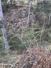 Leptospermum continentale