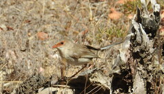 Malurus