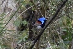 Malurus lamberti
