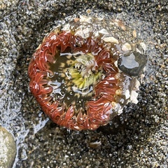 Anthopleura artemisia
