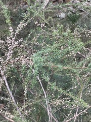 Leptospermum continentale