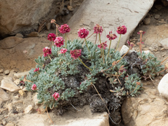 Eriogonum gracilipes