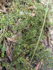 Xanthosia pilosa
