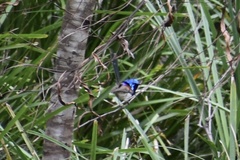 Malurus lamberti