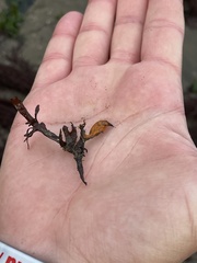 Tunicata