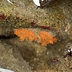 Tunicata
