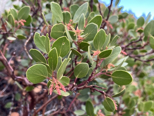 greenleaf manzanita
