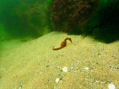 Hippocampus abdominalis