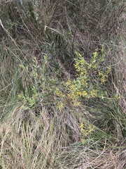 Acacia buxifolia