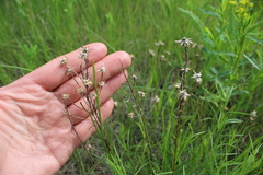 Galatella angustissima
