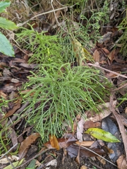 Lycopodium deuterodensum