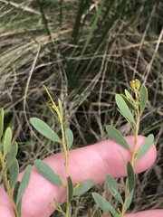 Acacia buxifolia