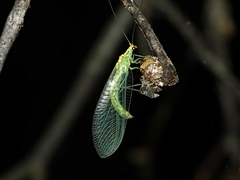 Apertochrysa edwardsi
