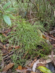 Lycopodium deuterodensum
