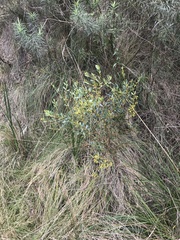 Acacia buxifolia