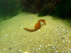 Hippocampus abdominalis