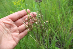 Galatella angustissima