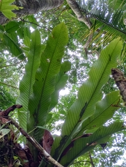 Niphidium crassifolium