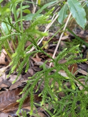 Lycopodium deuterodensum