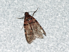 Mimaglossa nauplialis