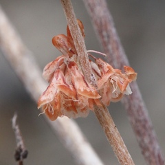 Eriogonum wrightii subscaposum