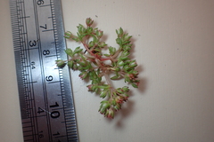 Crassula decumbens