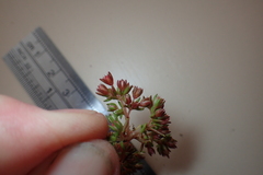 Crassula decumbens