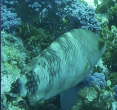 Cheilinus chlorourus