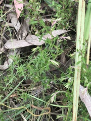 Gonocarpus tetragynus